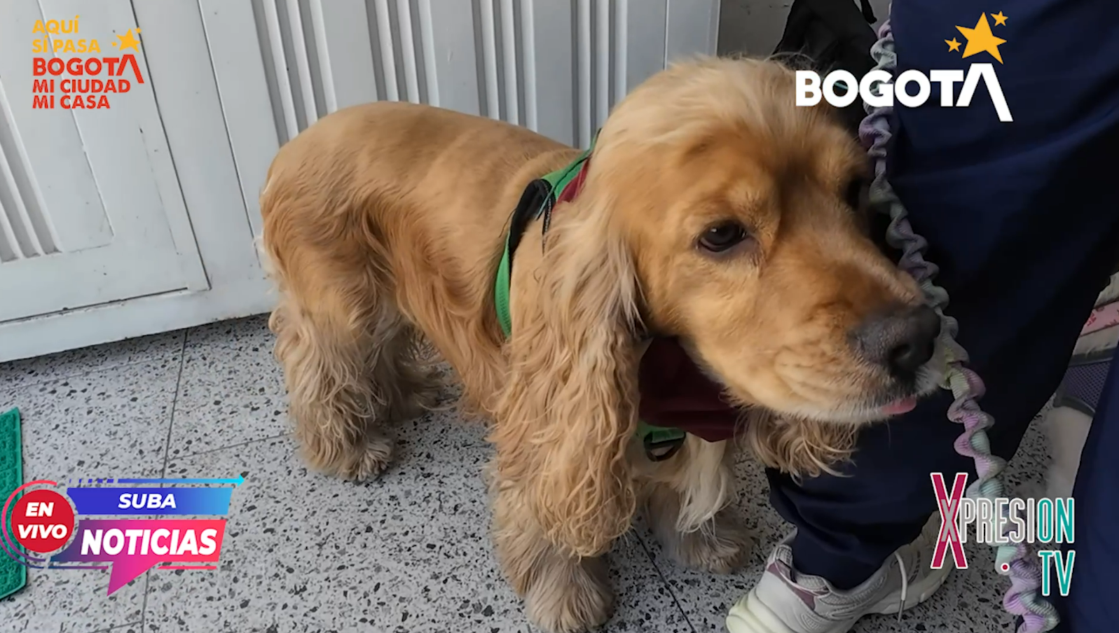 Suba se mueve por los animales Jornada de esterilización llega de la mano de la Casa PYBA
